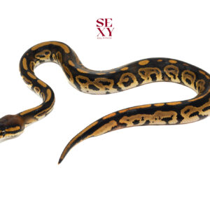 1.0 Bongo Leopard H Clown 25 15777