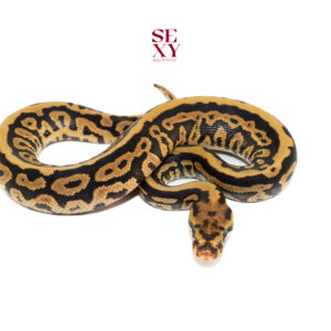 1.0 Confusion Bongo Spotnose H Clown 25 15775