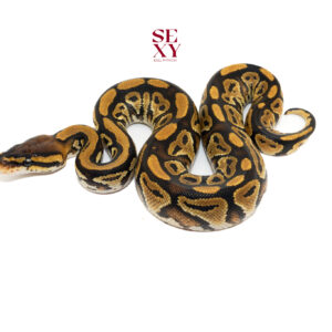 1.0 Bongo RS H Clown 25 15780