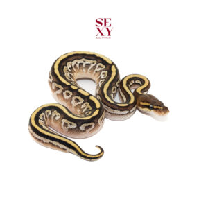 1.0 Bongo mojave yb/Lace H Clown 25 15779