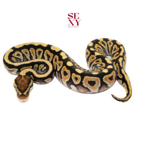 0.1 Bongo Lace H Clown 25 15778