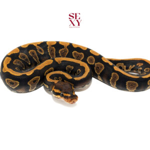 1.0 Choco Mahog YB H Clown pos Candy/Al Ghost 25 15785