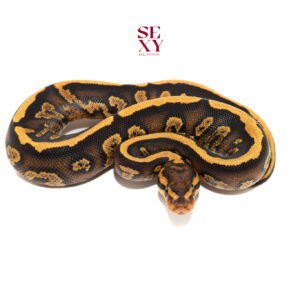 1.0 Mahog Choco Leo Yb H Clown pos Candy/Al Ghost 25 25 15784