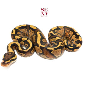 0.1 Mahogany YB Lace H Clown pos Candy/Al Ghost 25 15783