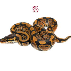 1.0 Mandarin pos H Clown pos Candy/Albino Ghost 25 15782