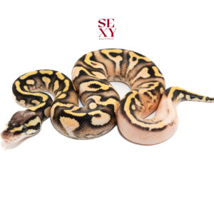 0.1 Calico pastel fire od Gravel/YB H Clown 25 15809