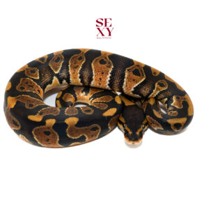 1.0 Wookie OD H Clown 25 15819