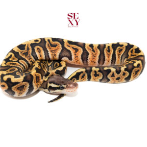 0.1 GHI Pastel 25 18160