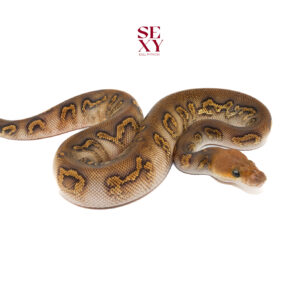 0.1 Stranger Hurricane Mojave Clown pos H Ghost Pied 25 15831