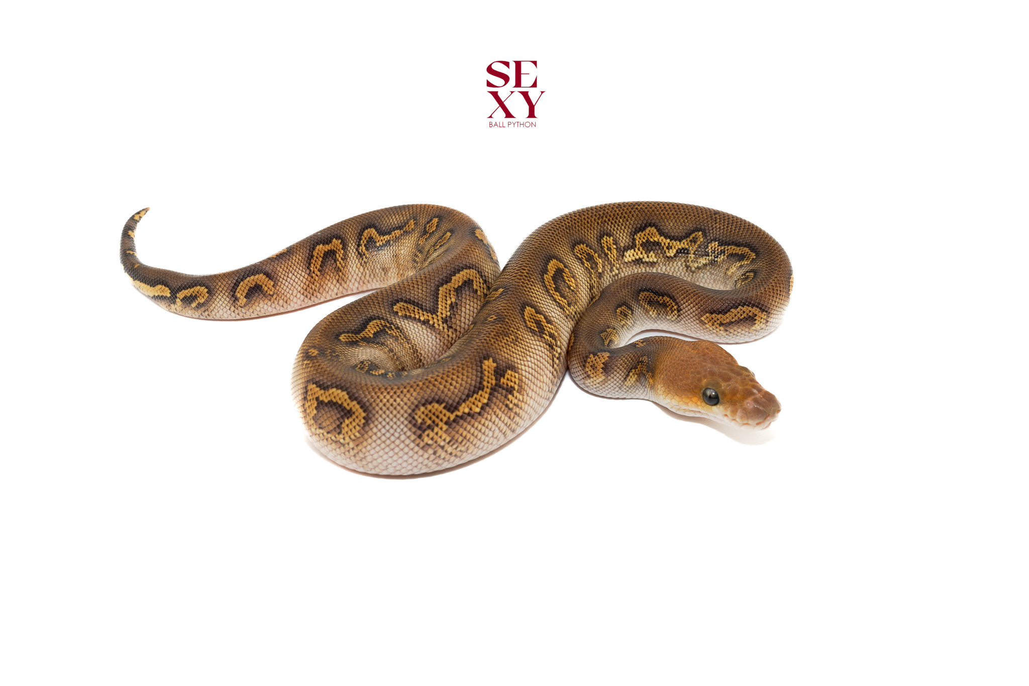 0.1 Stranger Hurricane Mojave Clown pos H Ghost Pied 25 15831