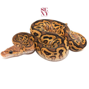 0.1 Hurricane Blackpastel Fire GeneX YB Clown 25 15839