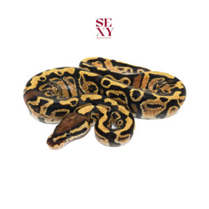 1.0 Hurricane Fire H Clown 25 15841