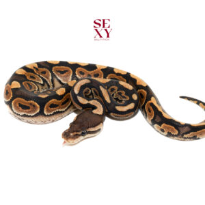 0.1 Cinnamon YB H Clown 25 15847