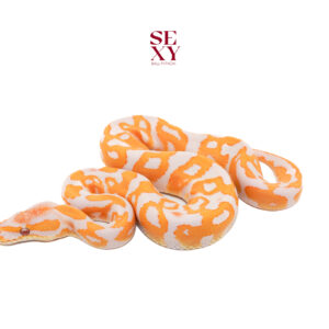 1.0 Confusion Leo Lavender Albino pos H Pied 25 15856