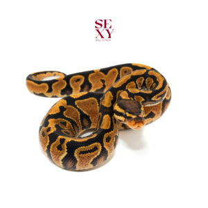 0.1 Asphalt/Gravel/YB H Vpi Axanthic Ghost 25 15866