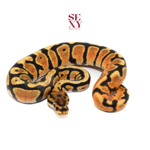 0.1 Mandarin Spotnose Od Pos H Clown Ghost Al 25 15876