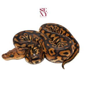 1.0 GeneX Blackpastel Spotnose YB Clown 25 15885