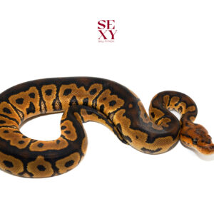 1.0 RS Clown 25 15888