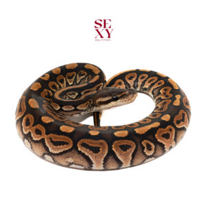 0.1 Cinnamon H Clown 25 15895