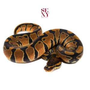 0.1 Mandarin pos H Clown Ghost Al 25 15901