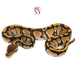 0.1 Cypress OD Lace H Clown25 15906