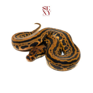 0.1 Confusion Mandarin Spot Leo pos H Clown Hypo Al Pied 25 15767