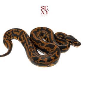 0.1 CONFUSION Mandarin Leo pos H Clown Hypo Al Pied 25 15768