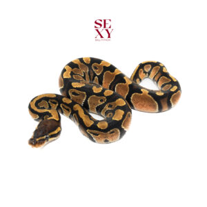 0.1 H sunset pos h orange ghost  25 15911