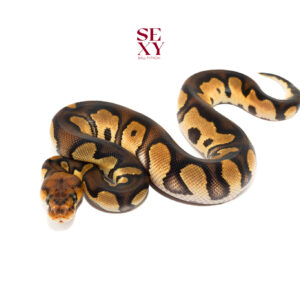 1.0 Chocolate Clown 25 15916