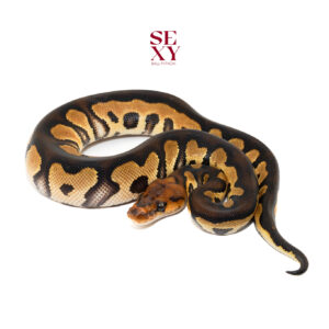 1.0 Chocolate Clown 25 15917