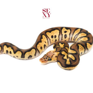 0.1 Chocolate Pas Clown 25 15920