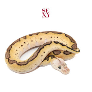 1.0 Redhead pastel Clown pos H Ghost 25 15923