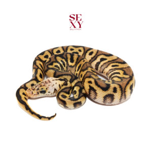 1.0 Stranger Spotnose Pastel Clown pos H Ghost 25 15924