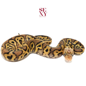 1.0 Stranger Spotnose Pas Clown pos H Ghost 25 15927