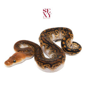 0.1 Stranger Redhead Clown pos H Ghost (White belly)  25 15929