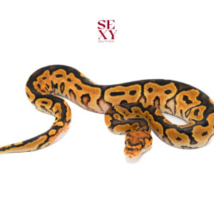 1.0 Lace yb clown 25 15930