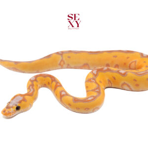 0.1 Cg fire enchi clown pos lace 25 15934