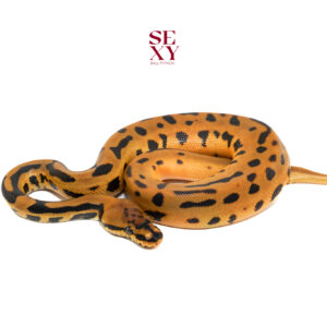 1.0 Confusion Leo OD YB H Candy Clown 25 15953