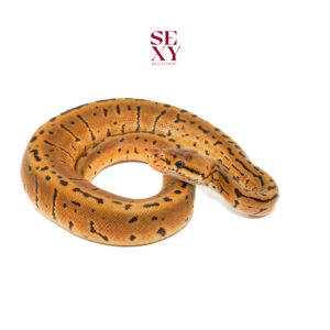 1.0 Confusion Leo pin od H Candy Clown 25 15954