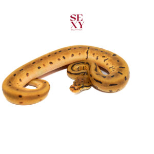 1.0 Confusion Leo spot pin od yb H Candy Clown 25 15955