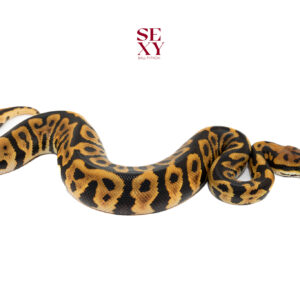 1.0 Hurricane Spotnose DH Candy Clown 25 15958