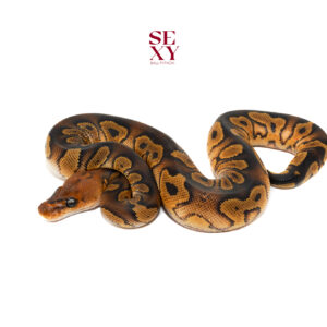 1.0 Wookie Clown pos H Hypo Pied 25 15960 AA