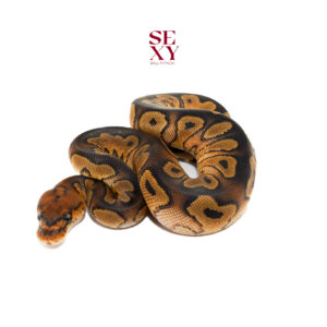 1.0 Wookie Clown pos H Hypo Pied 25 15963 Mark AAA