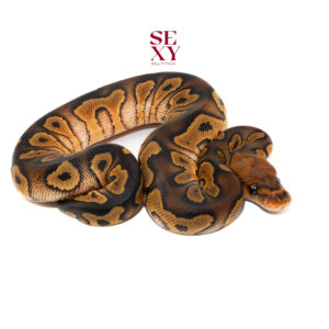 1.0 Wookie Clown pos H Hypo Pied 25 15964