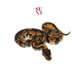 0.1 Blackhead H Clown 25 15981