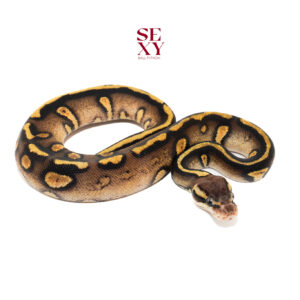 0.1 Stranger Pastel H Clown 100% pos H Ghost 25 16001