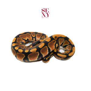 1.0 Mandarin H Clown pos H Ghost Al 25 16005