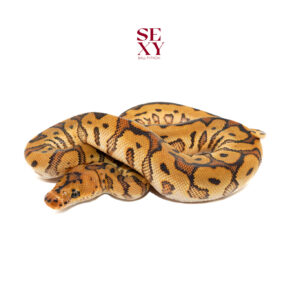 1.0 HGW OD YB Clown 25 16017