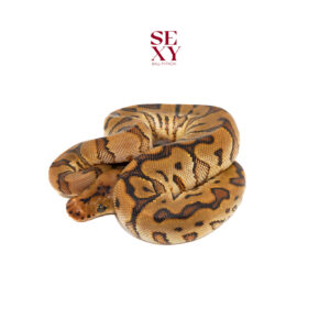 0.1 HGW OD YB Clown 25 16019