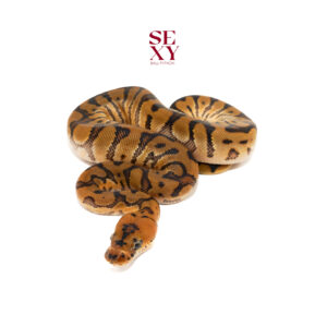 0.1 HGW Clown 25 16022